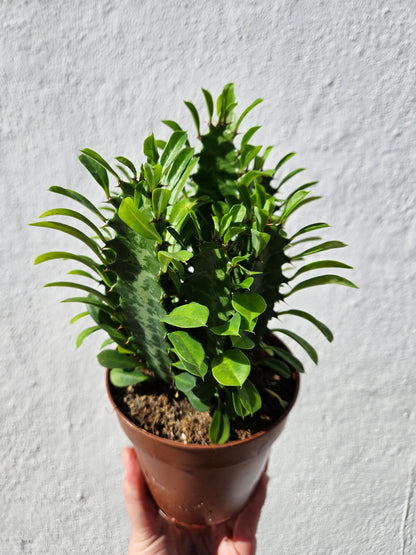 Euphorbia trigona (African Milk Tree)