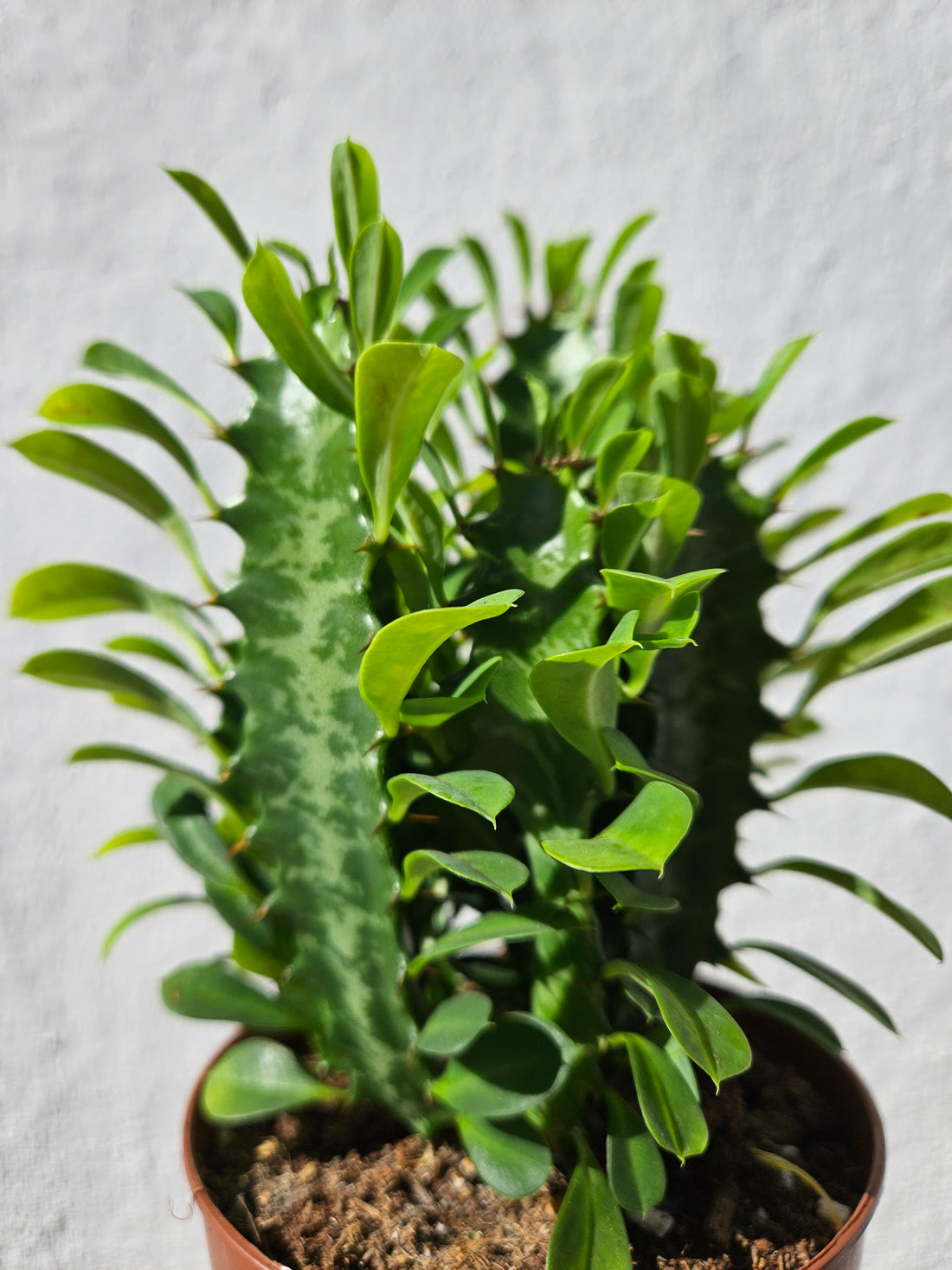 Euphorbia trigona (African Milk Tree)