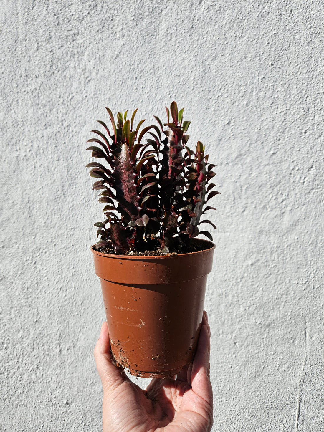 Euphorbia trigona &