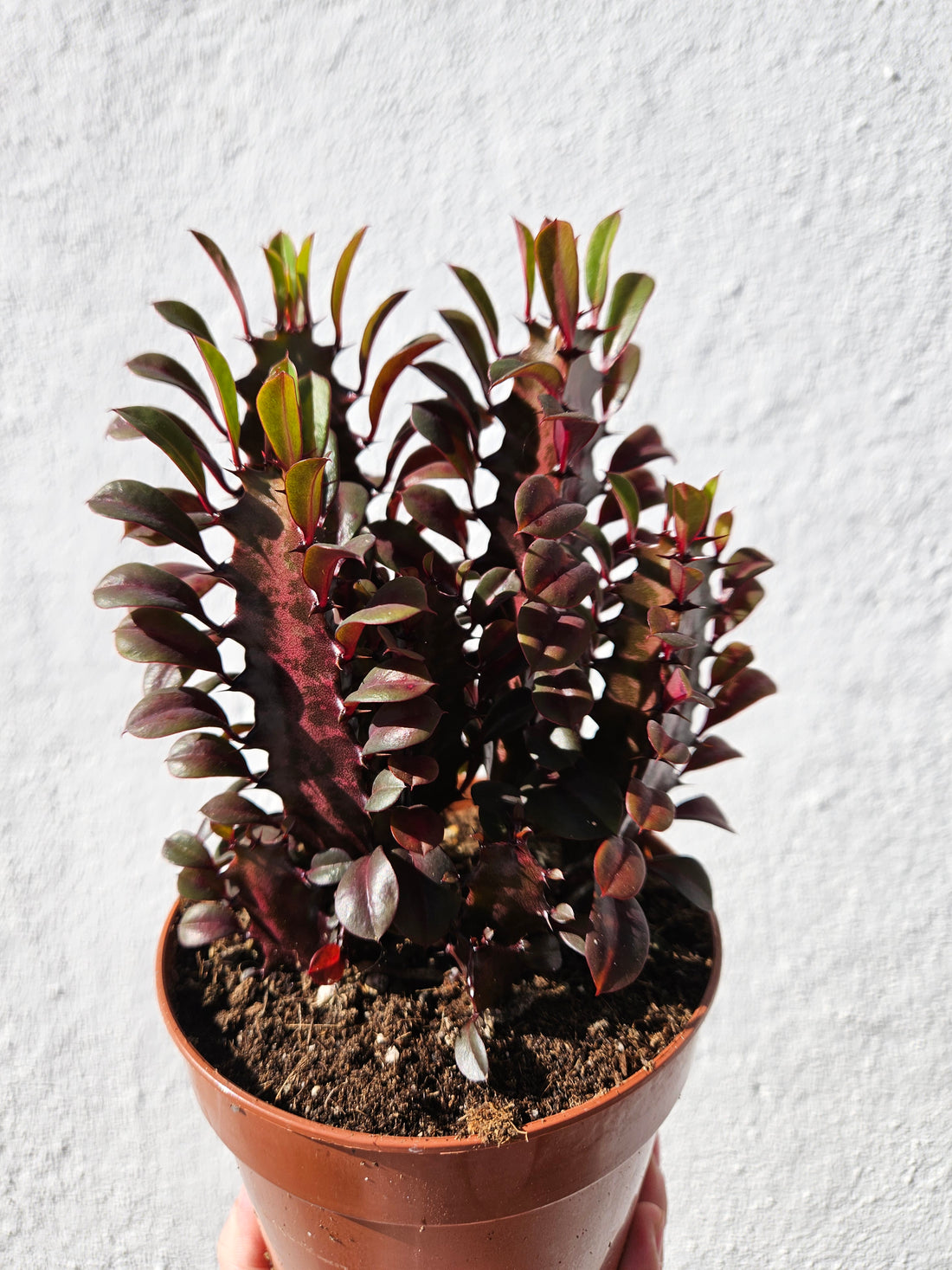 Euphorbia trigona &