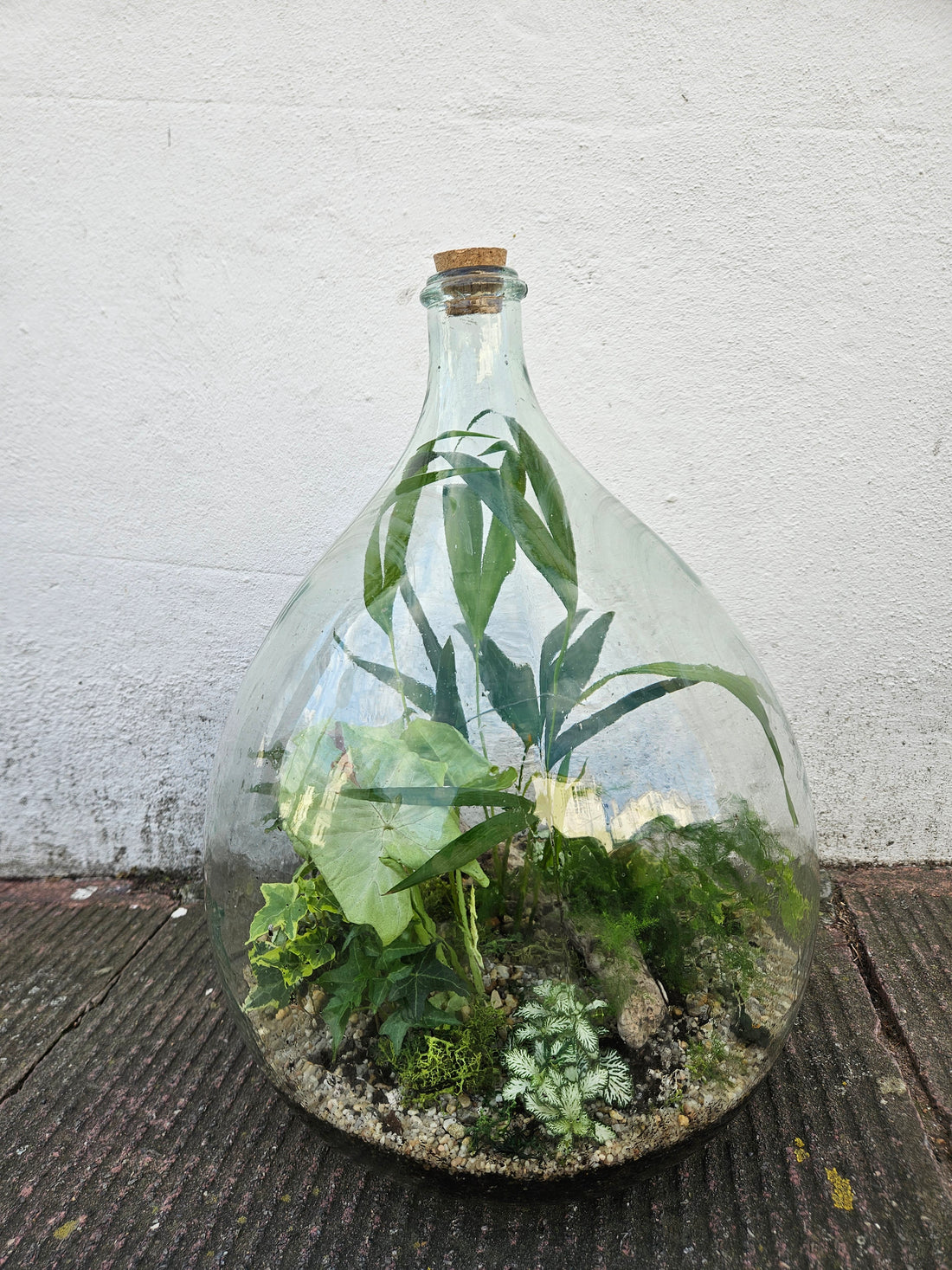 XXL Super-sized carboy closed terrarium