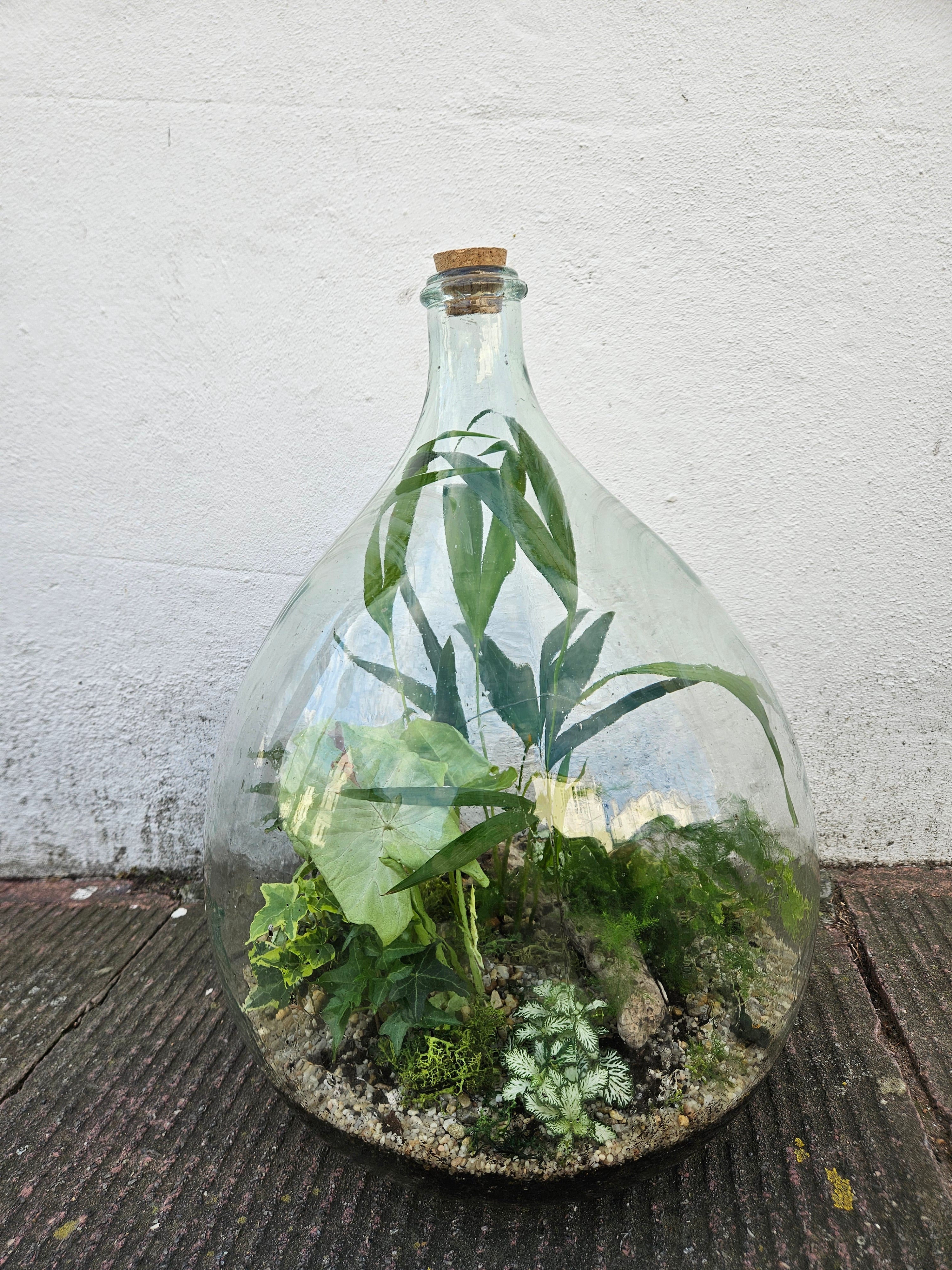 XXL Super-sized carboy closed terrarium