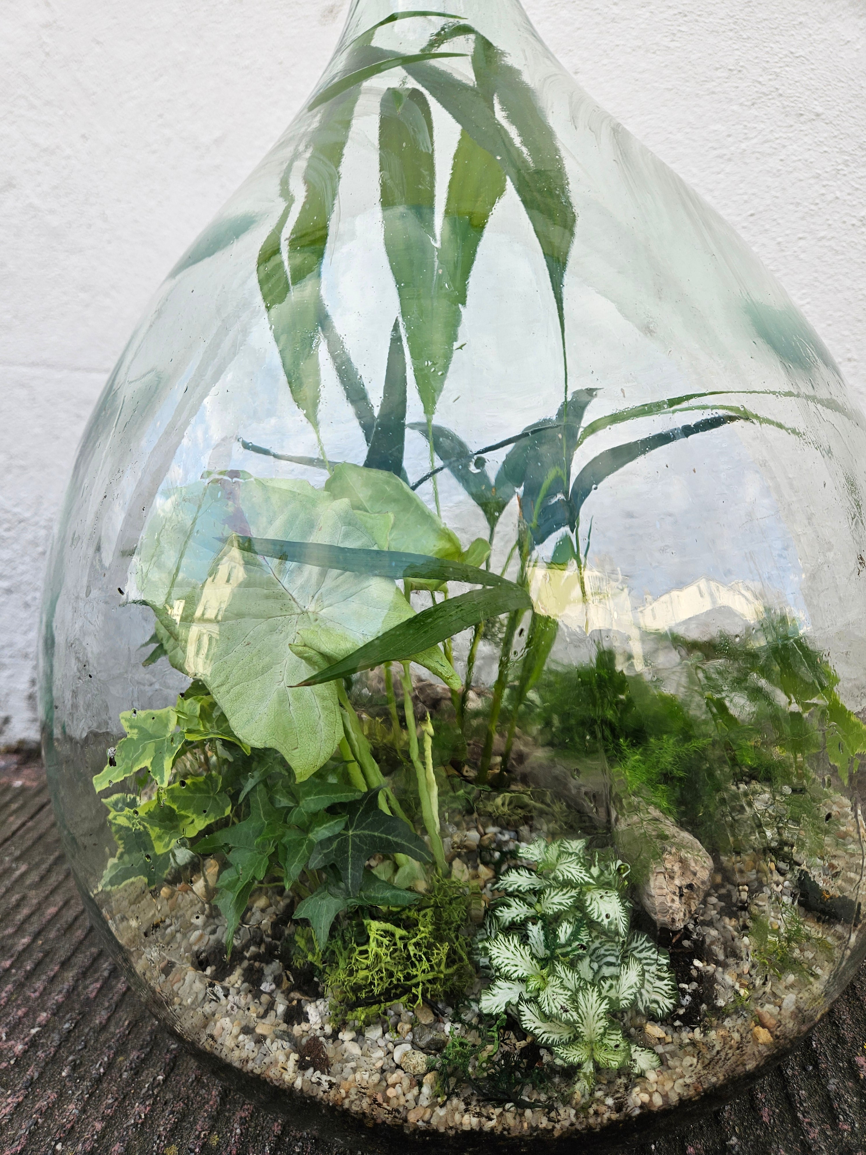 XXL Super-sized carboy closed terrarium