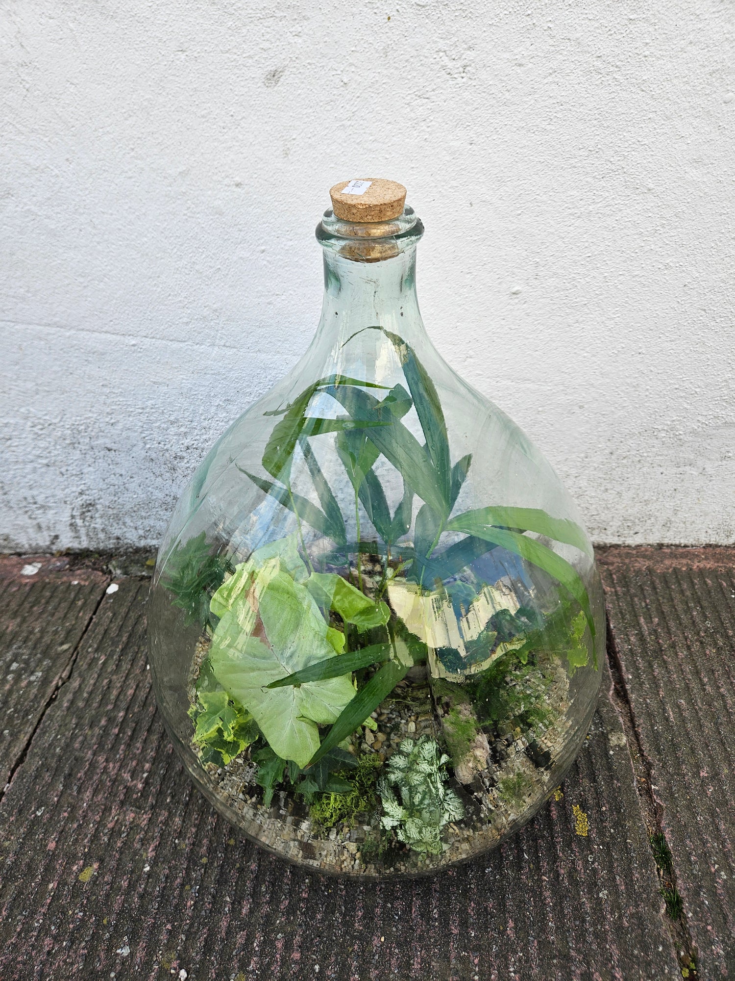 XXL Super-sized carboy closed terrarium