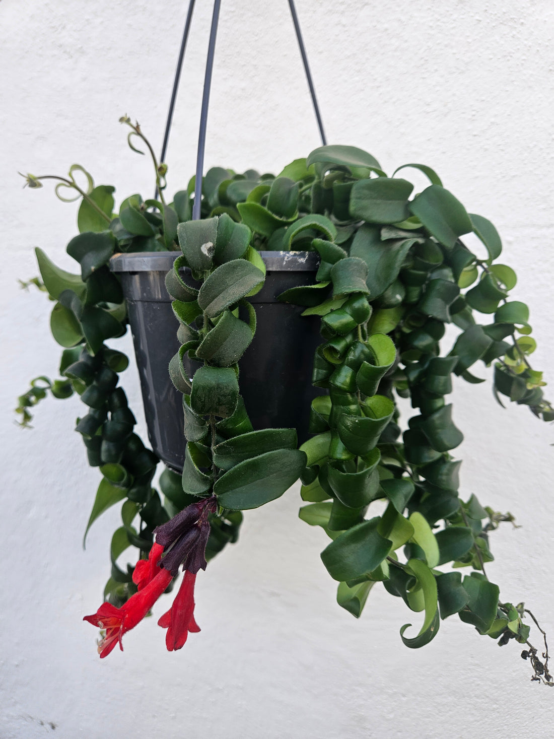 Aeschynanthus radicans &