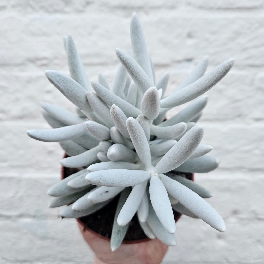 Senecio haworthii &