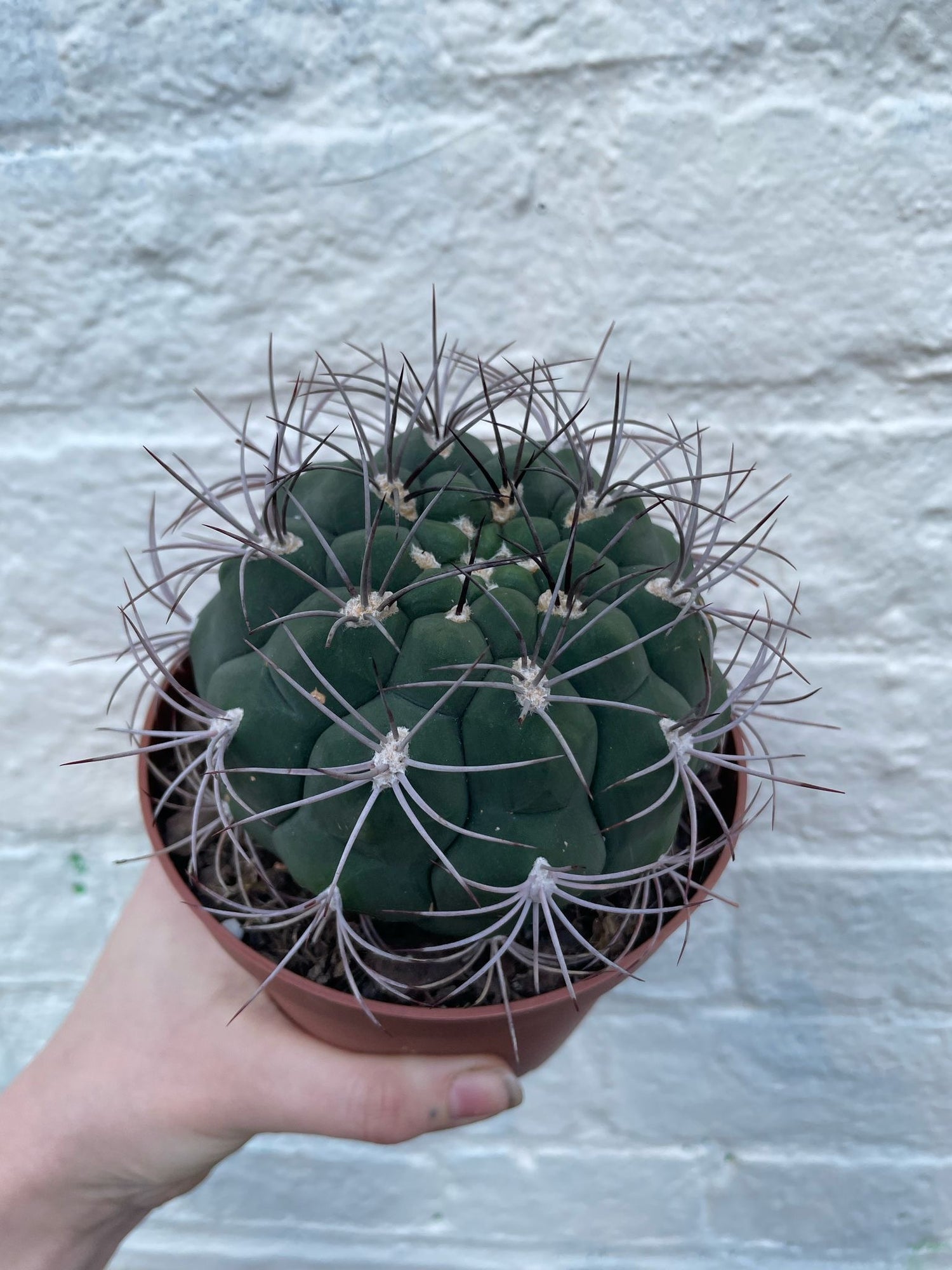 Gymnocalycium &