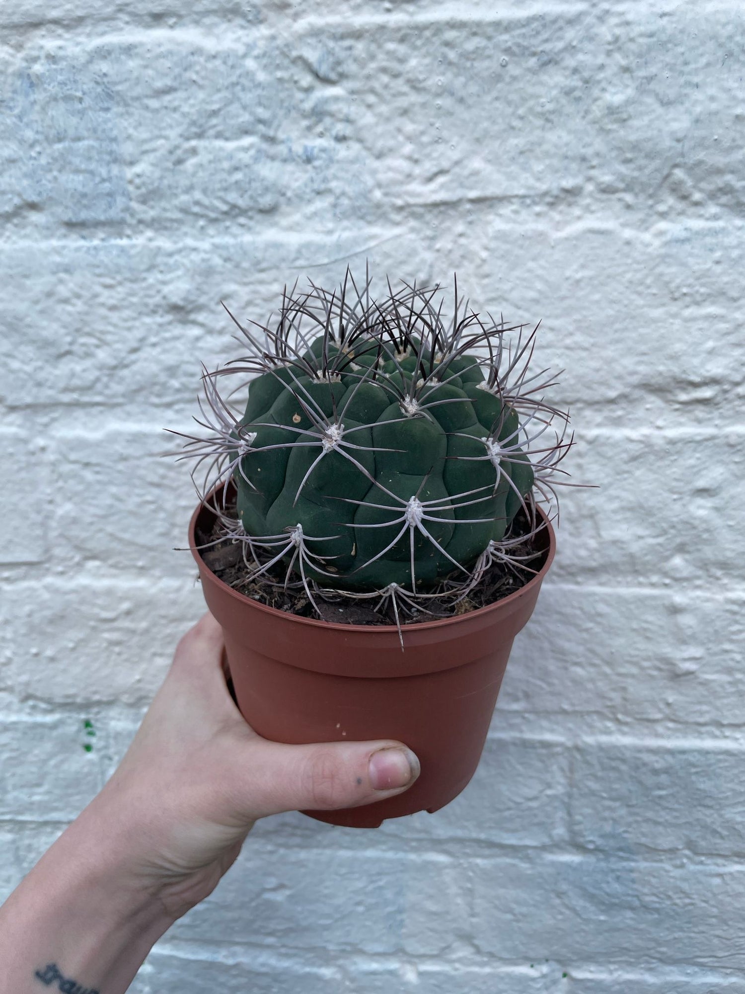 Gymnocalycium &