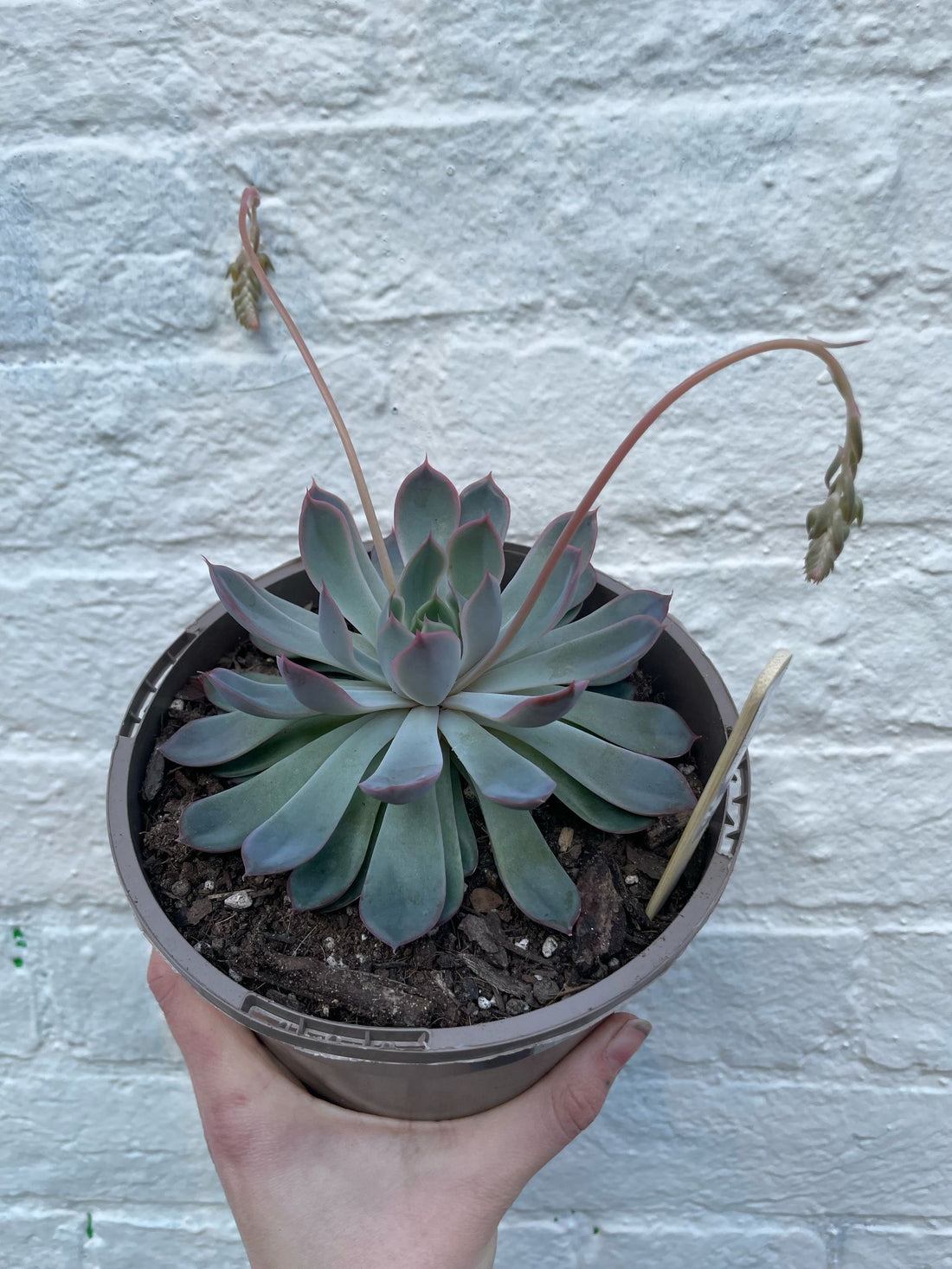 Echeveria Pulidonis (Succulent) XL