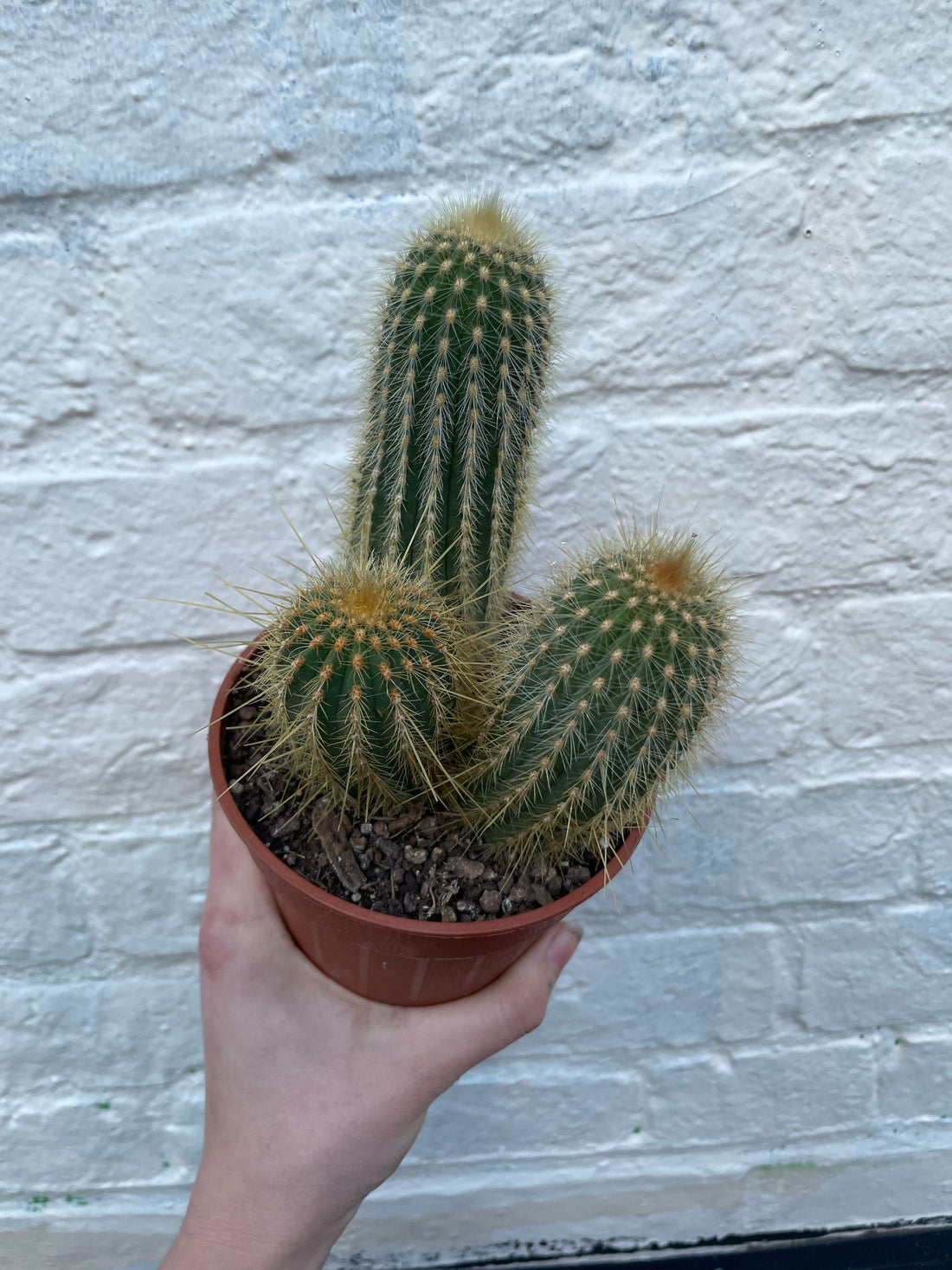 Vatricania Guentheri (red fox tail cactus) - British grown cacti