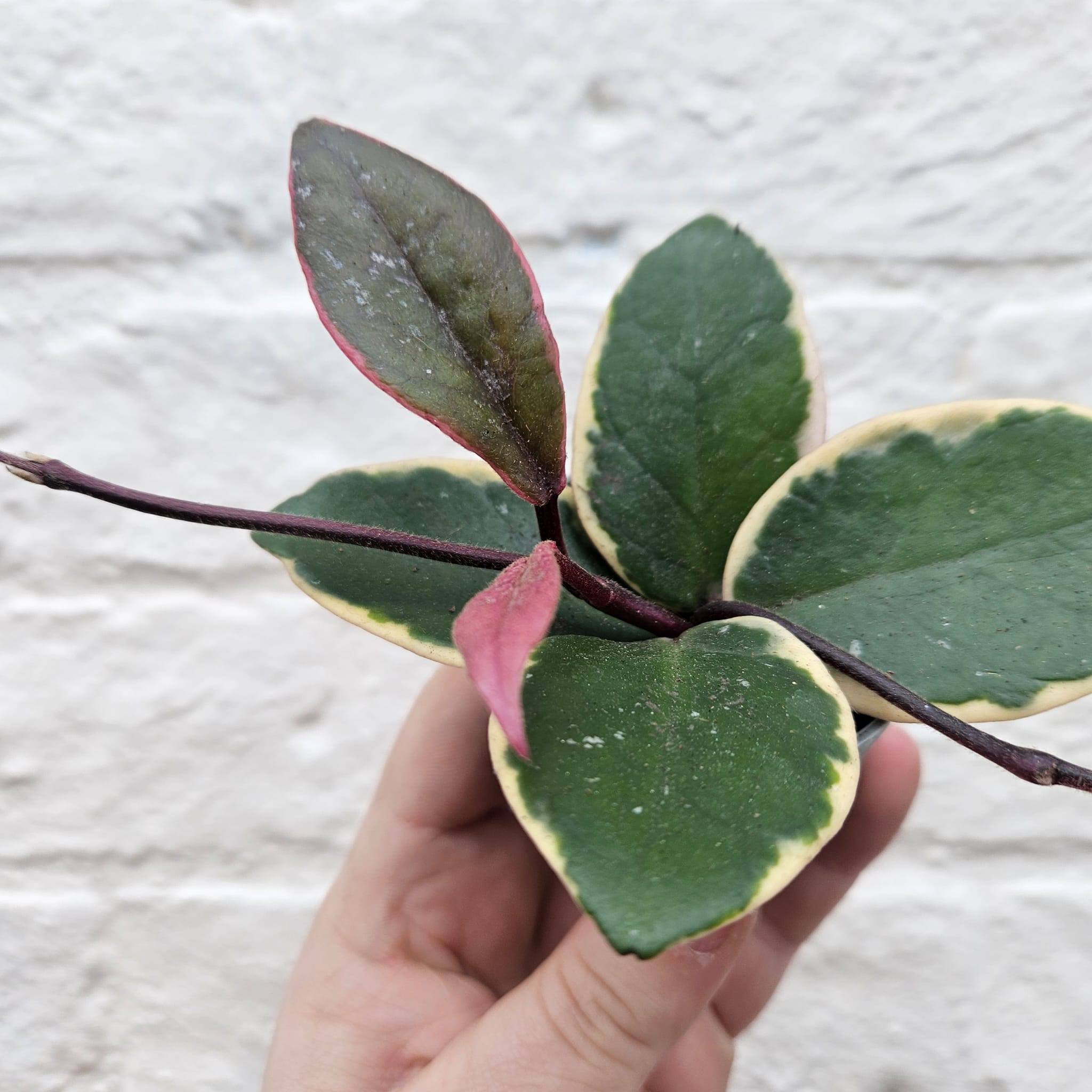 Hoya australis &