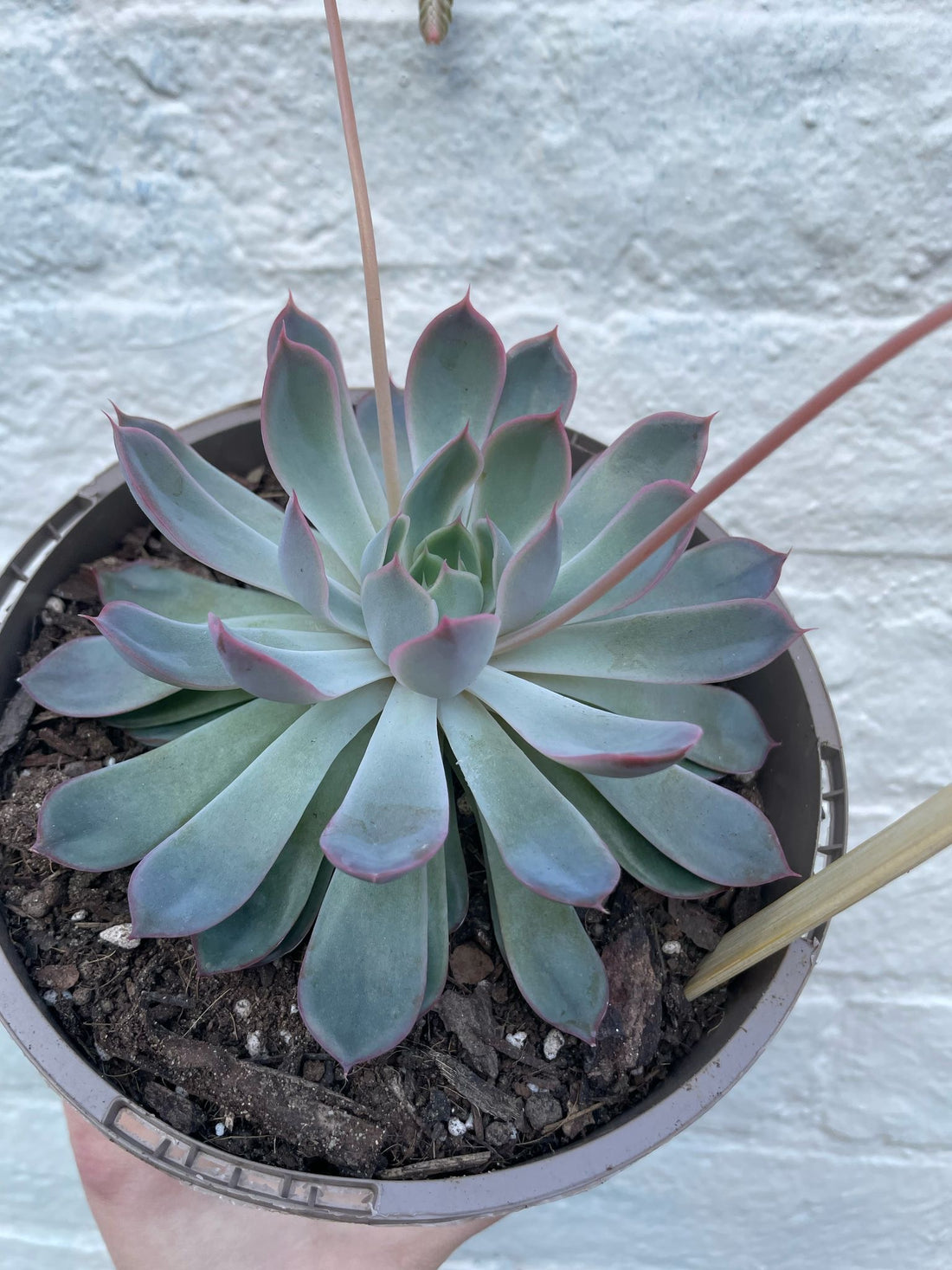 Echeveria Pulidonis (Succulent) XL