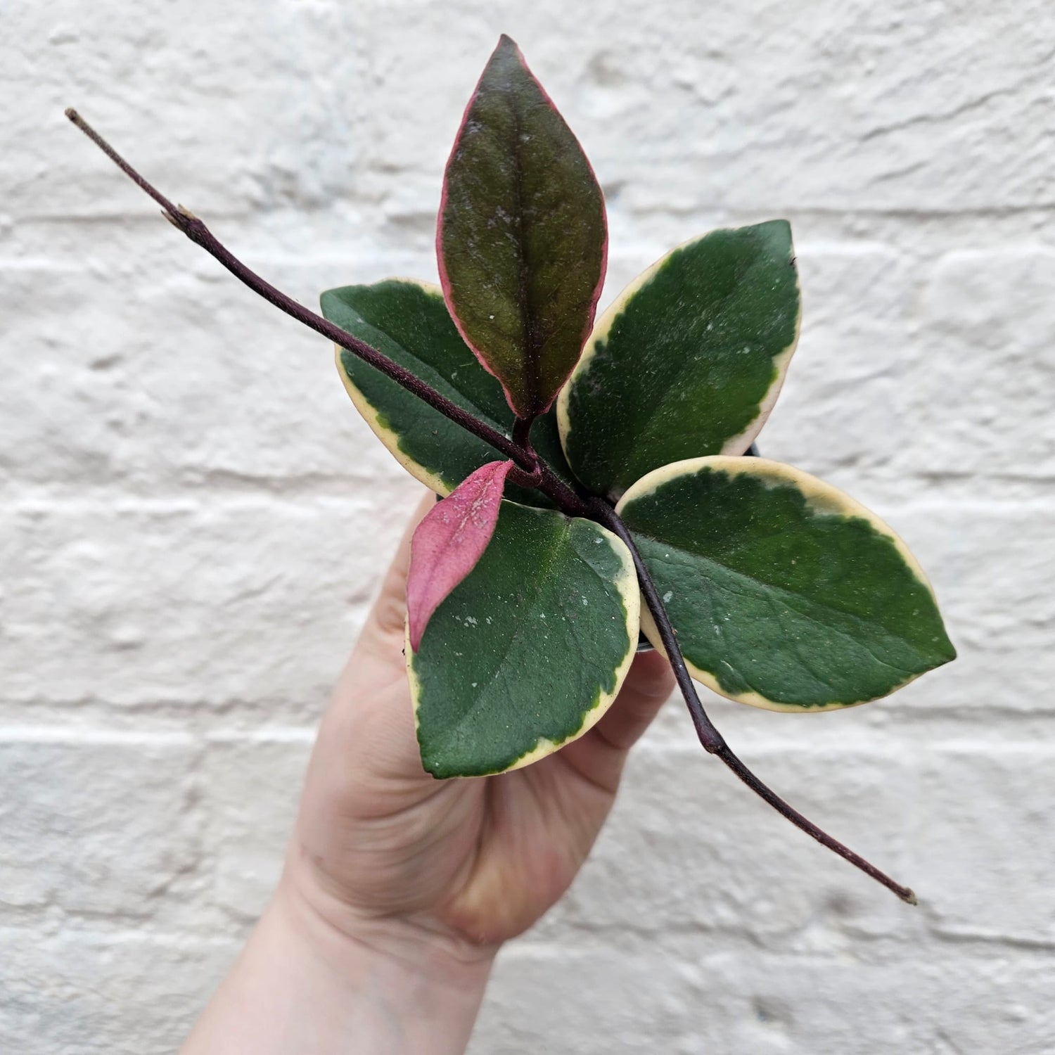 Hoya australis &