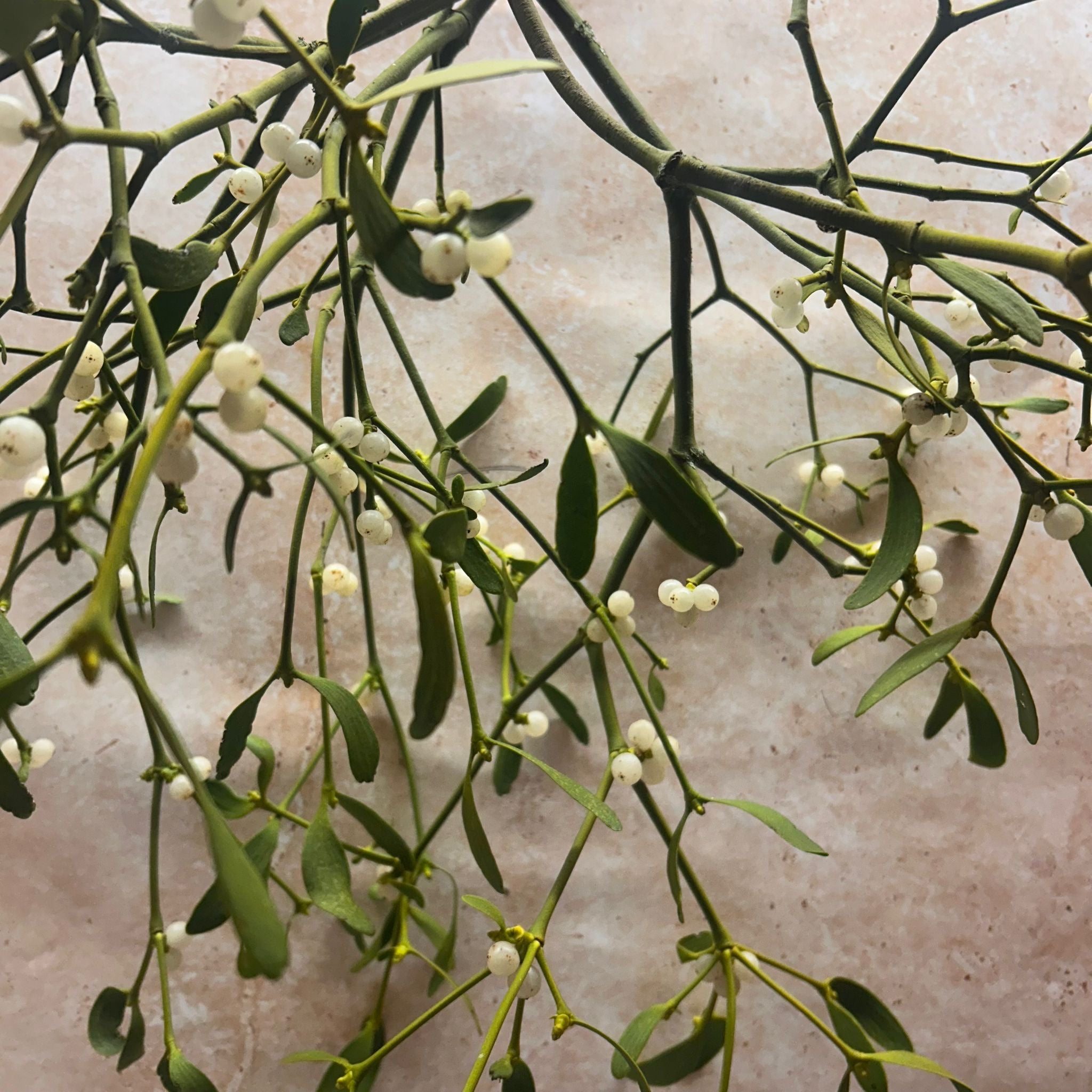 Seasonal Mistletoe (Viscum album) Bunch (3 stems)