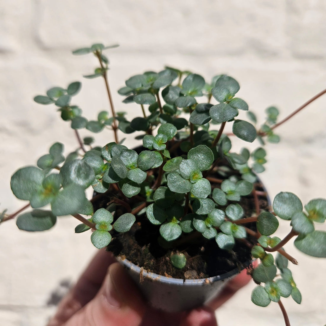 Pilea glaucophylla &