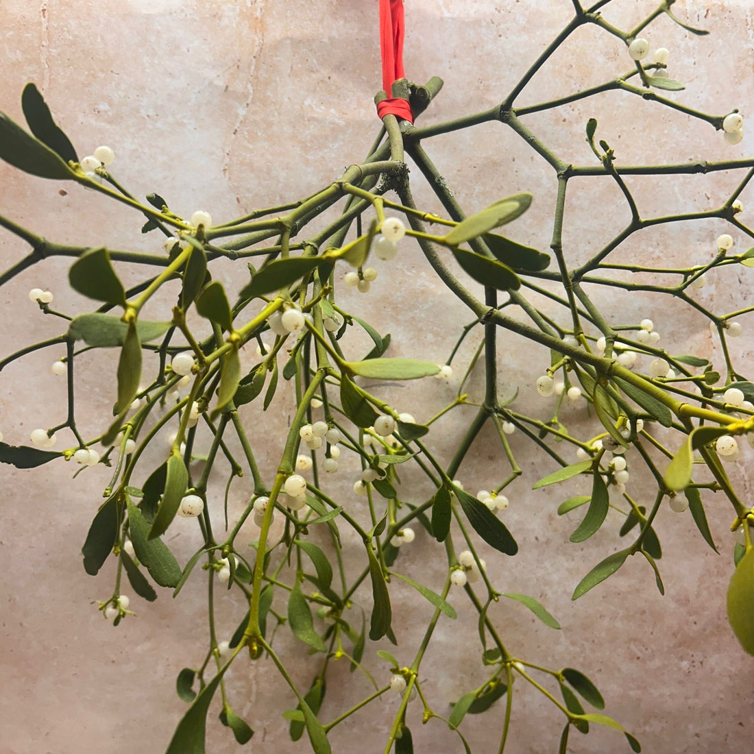 Seasonal Mistletoe (Viscum album) Bunch (3 stems)