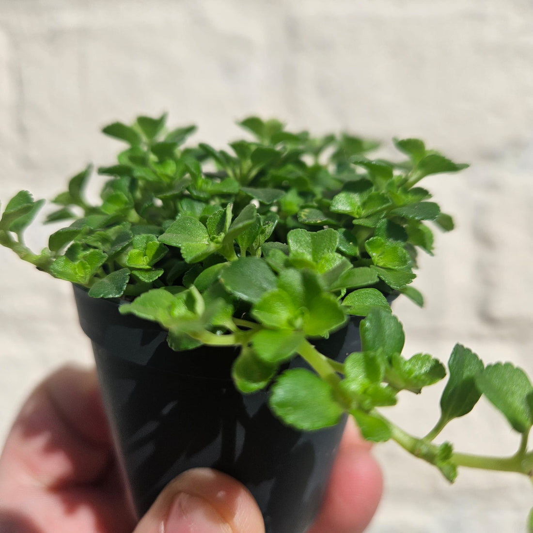 Pilea depressa (Baby tears/ Creeping Jenny)