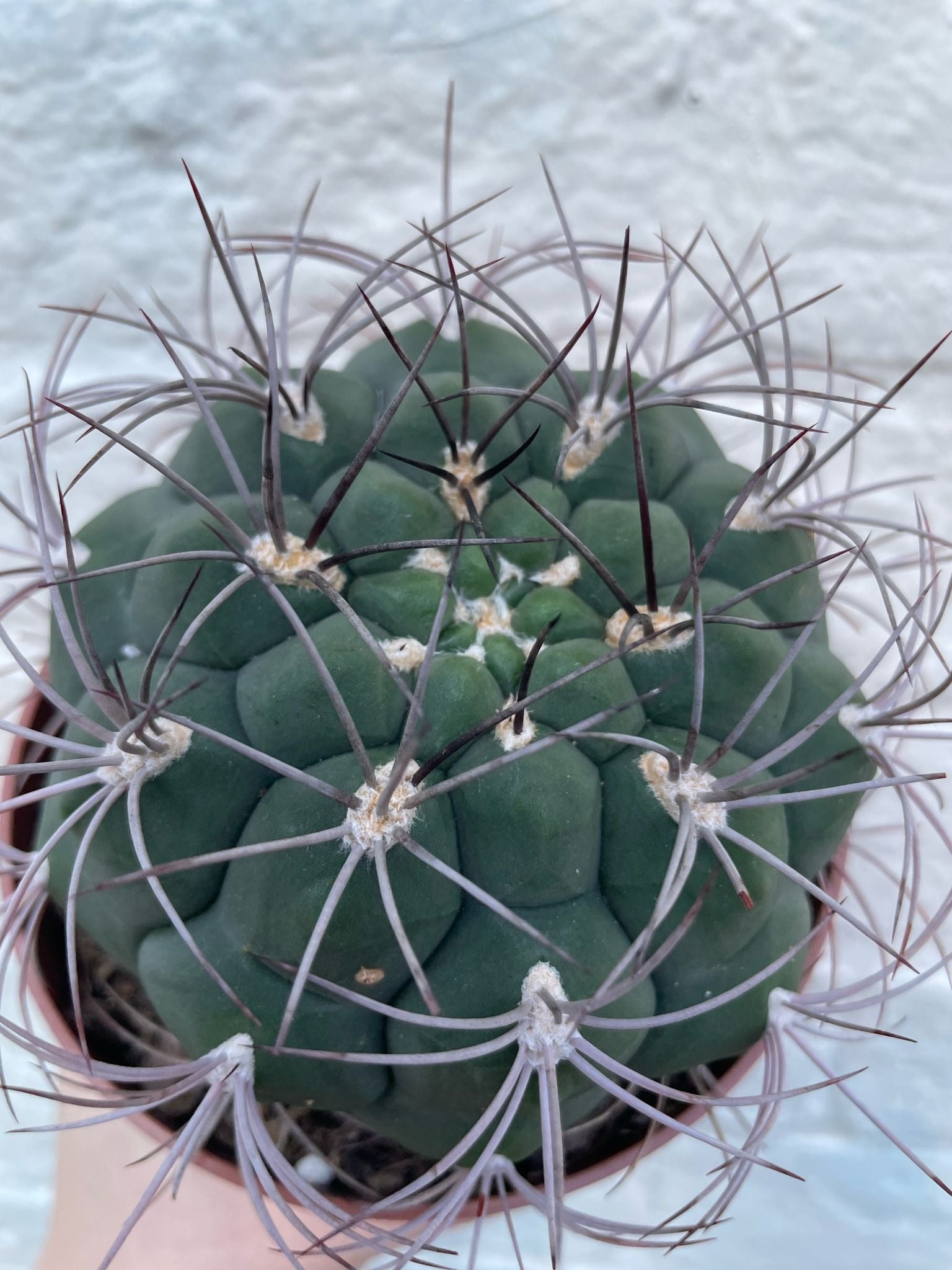 Gymnocalycium &