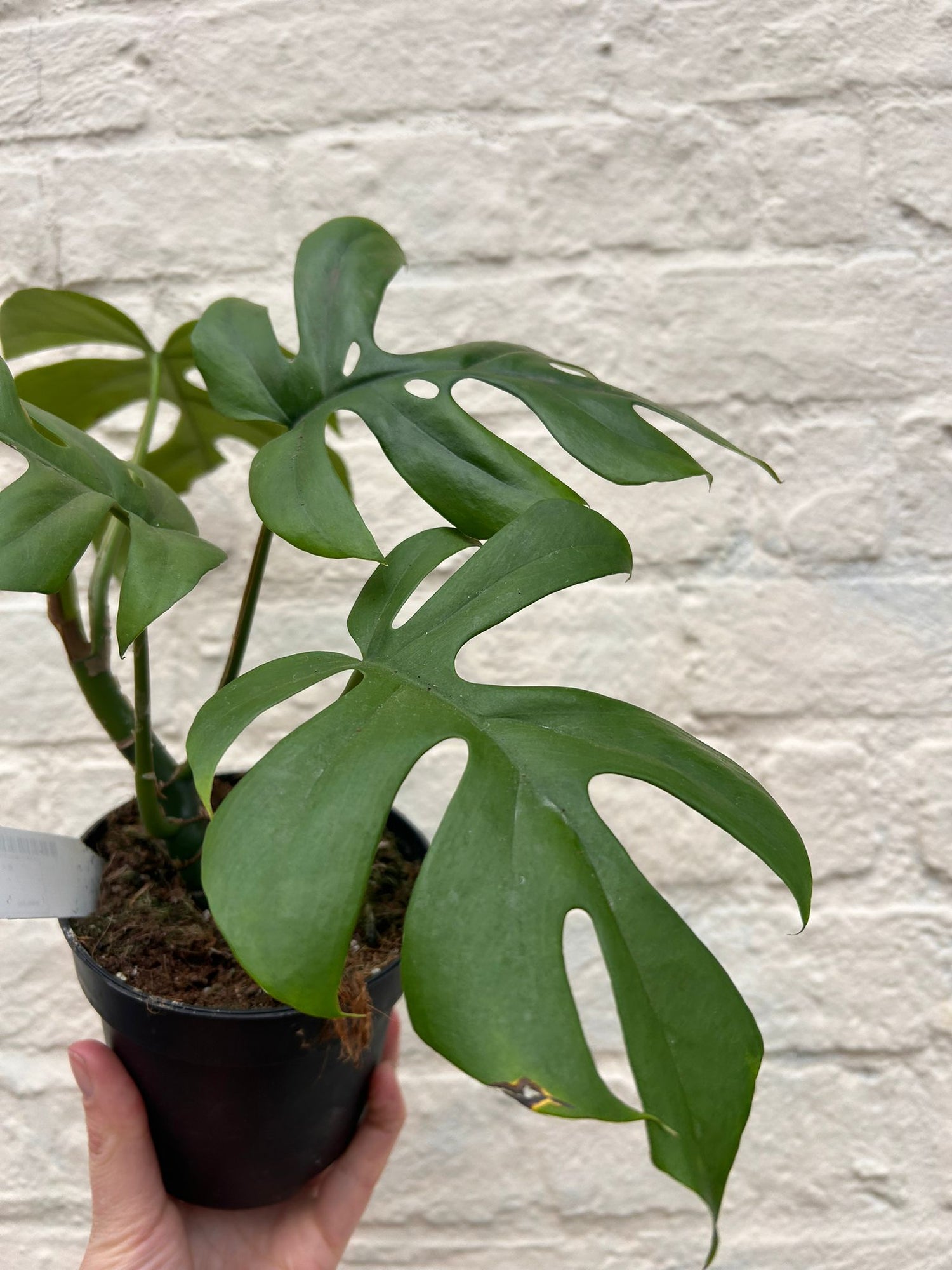 Monstera pertusum &