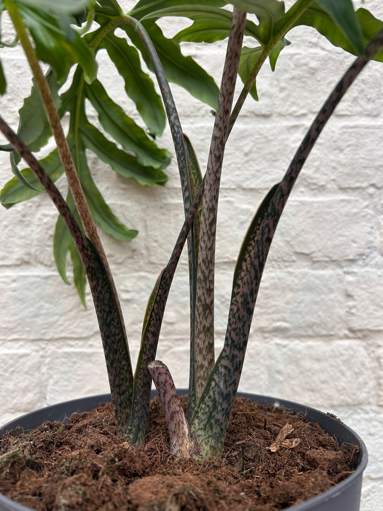 Alocasia brancifolia &