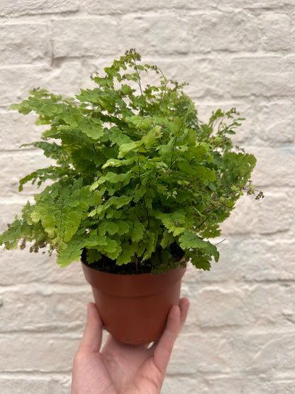 Adiantum raddianum (Delta maidenhair fern)