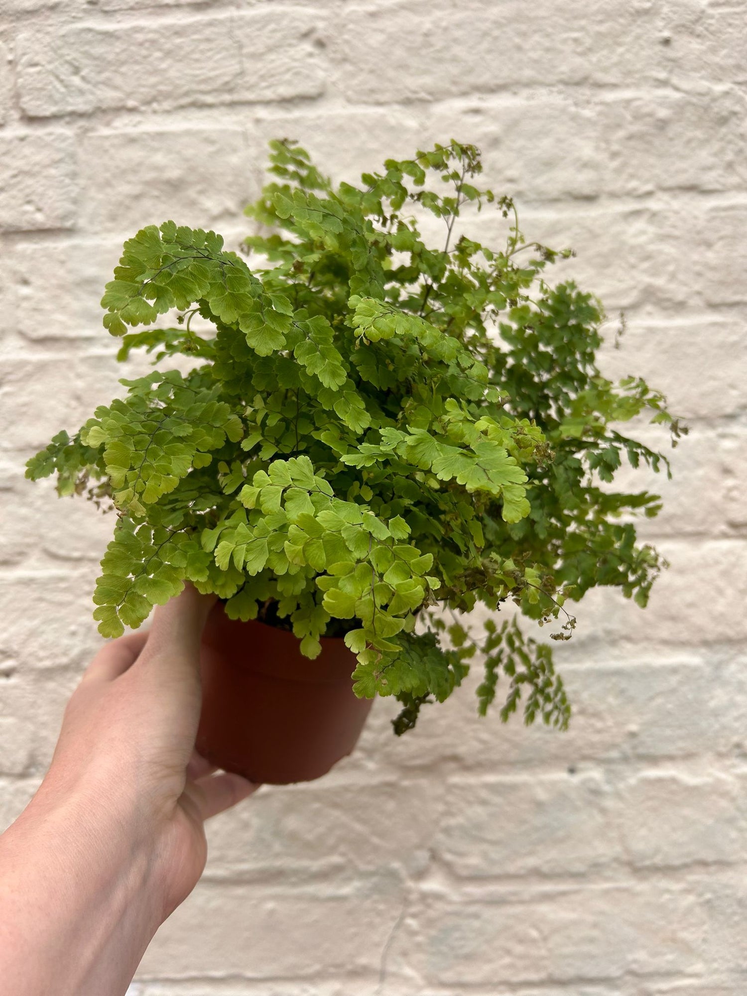 Adiantum raddianum (Delta maidenhair fern)