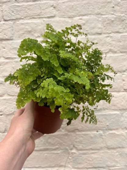 Adiantum raddianum (Delta maidenhair fern)