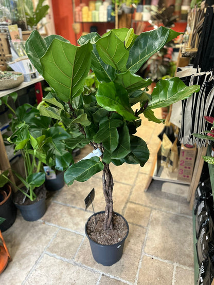 Ficus lyrata (Fiddle leaf fig) Different heights available