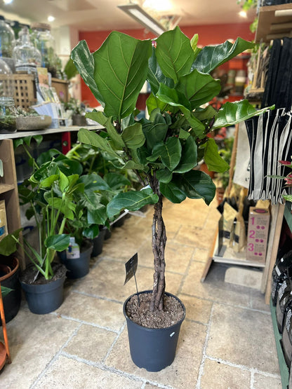 Ficus lyrata (Fiddle leaf fig) Different heights available