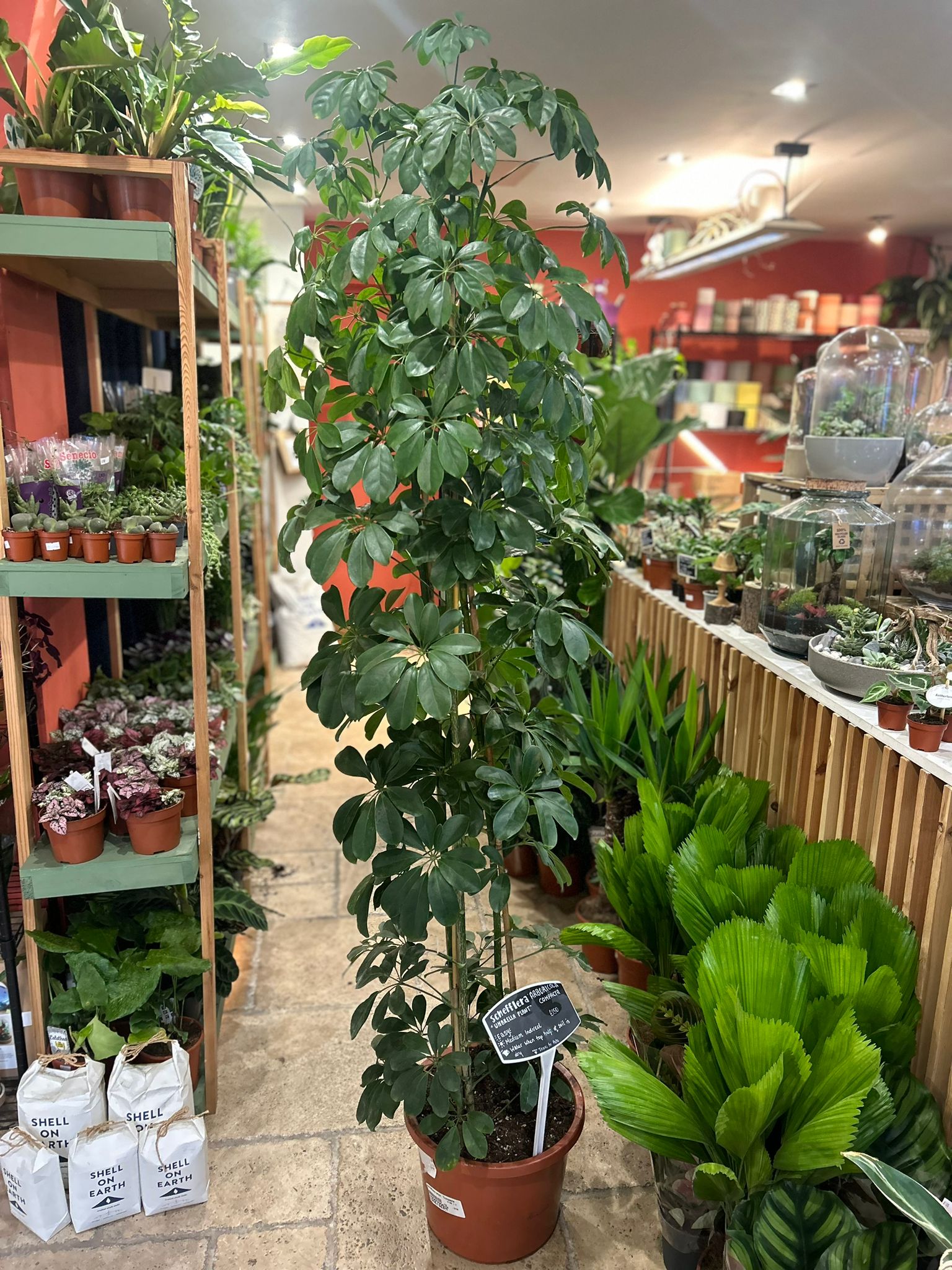 Schefflera arboricola &