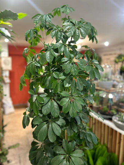 Schefflera arboricola &