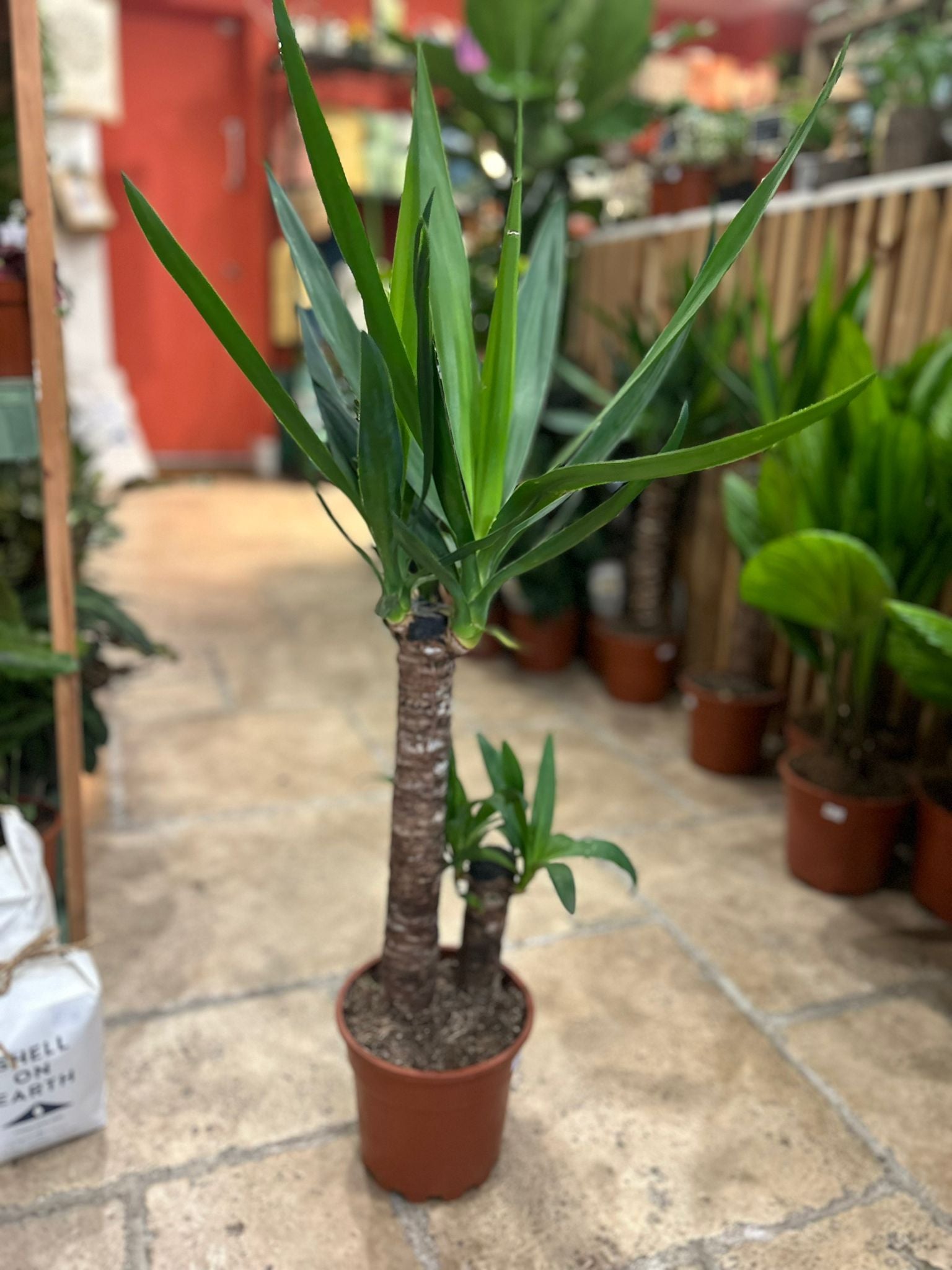 Yucca elephantipes (Spineless Yucca Plant)