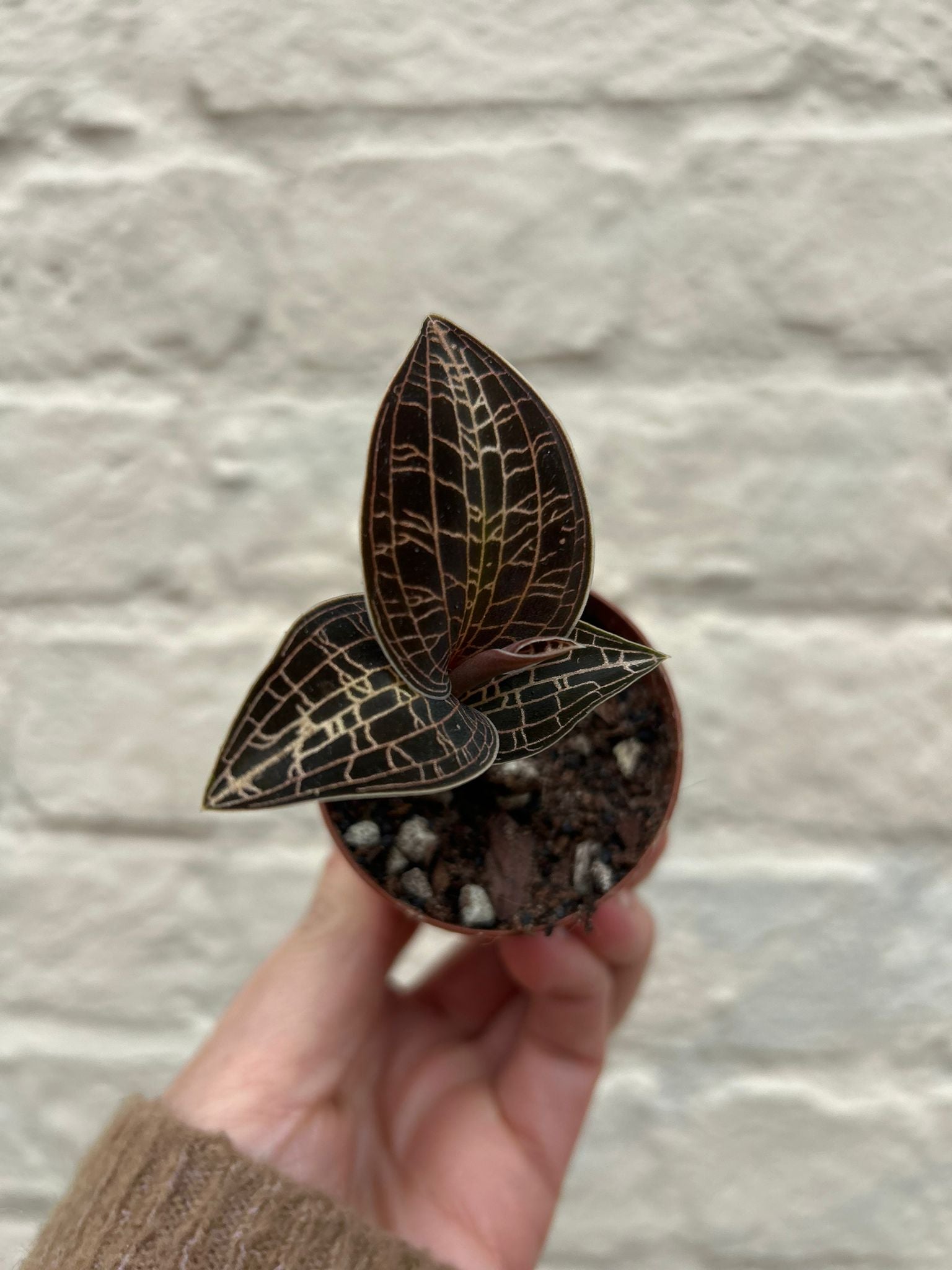 Jewel orchid varieties