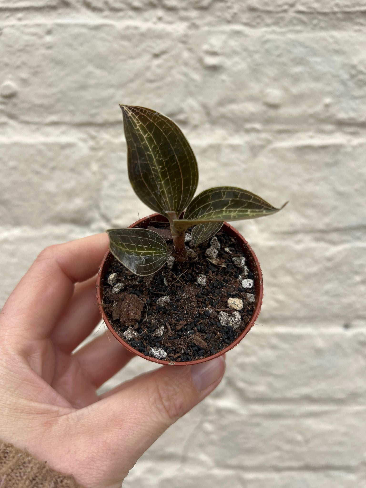 Jewel orchid varieties