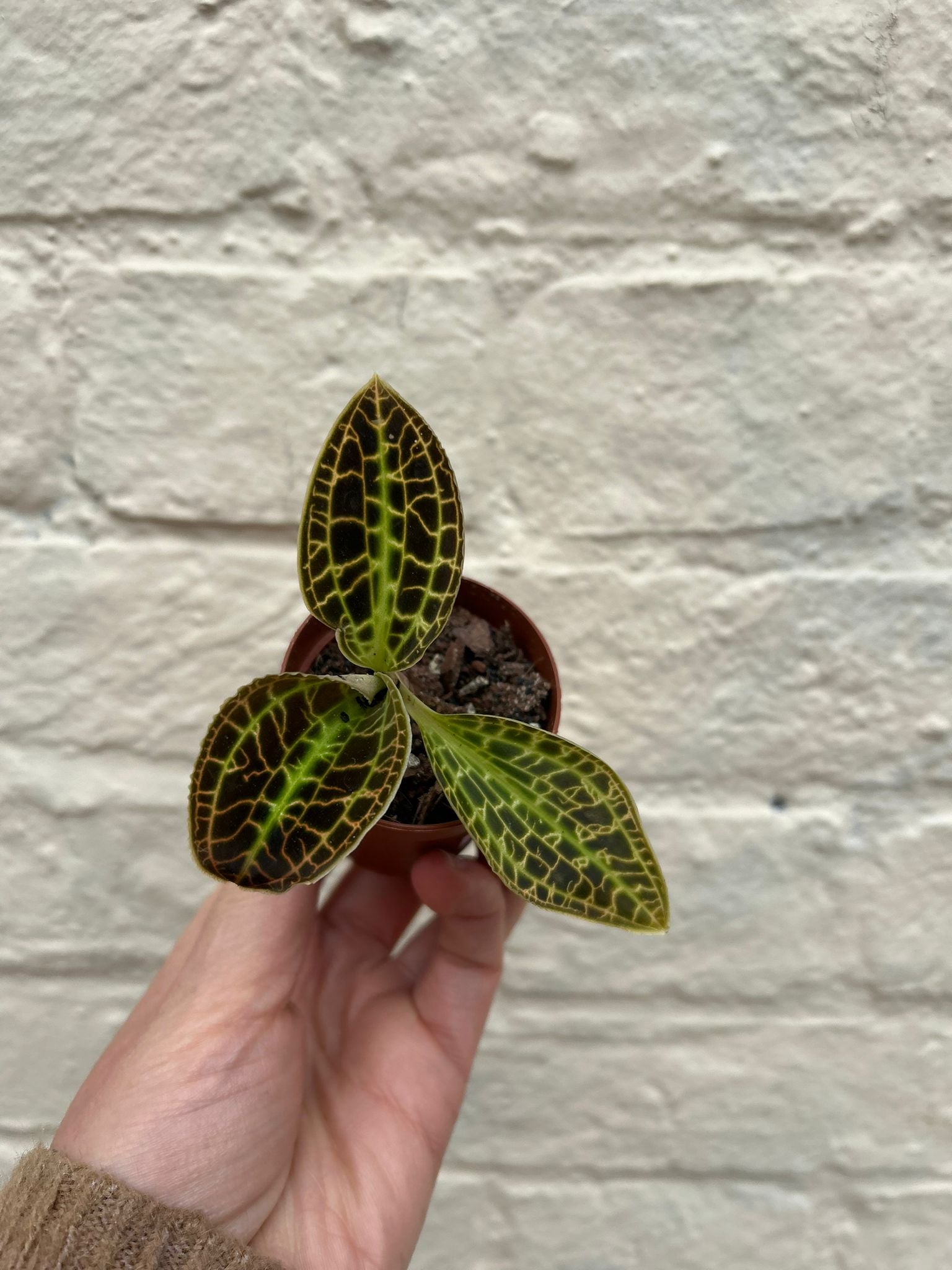 Jewel orchid varieties