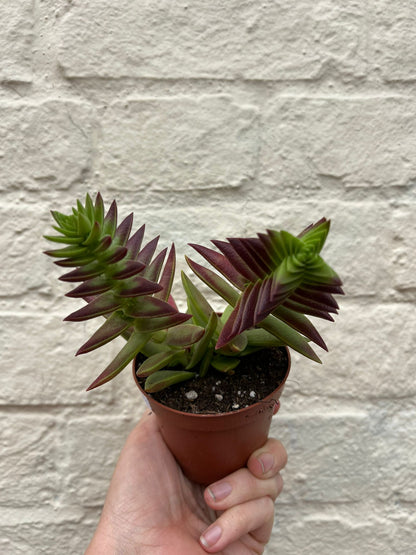 Crassula capitella (Various Varieties)