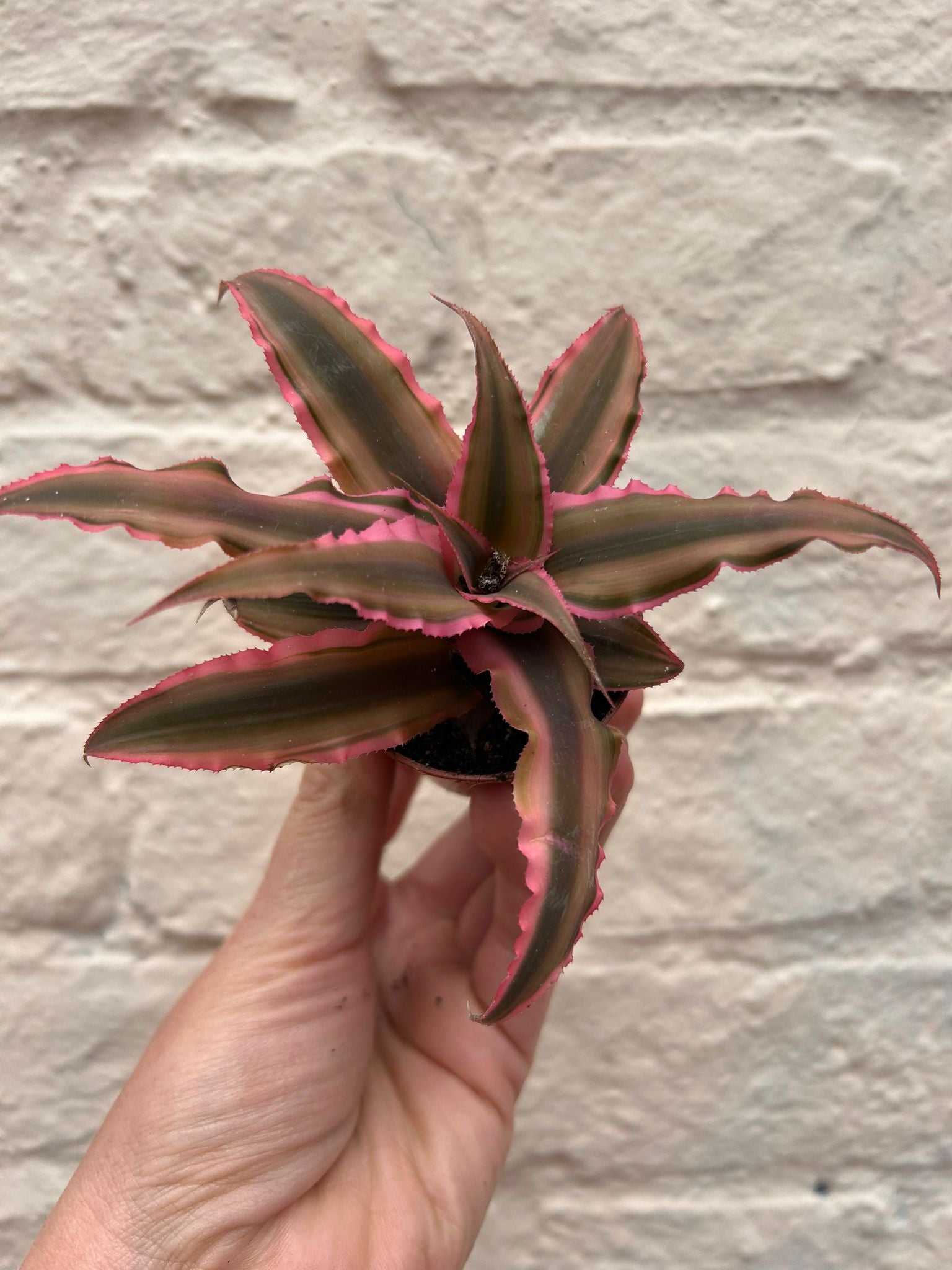 Cryptanthus bivittatus &