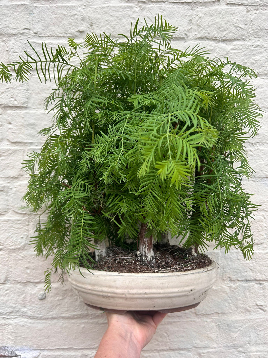 Metasequoia glyptostroboides (Dawn Redwood Bonsai)