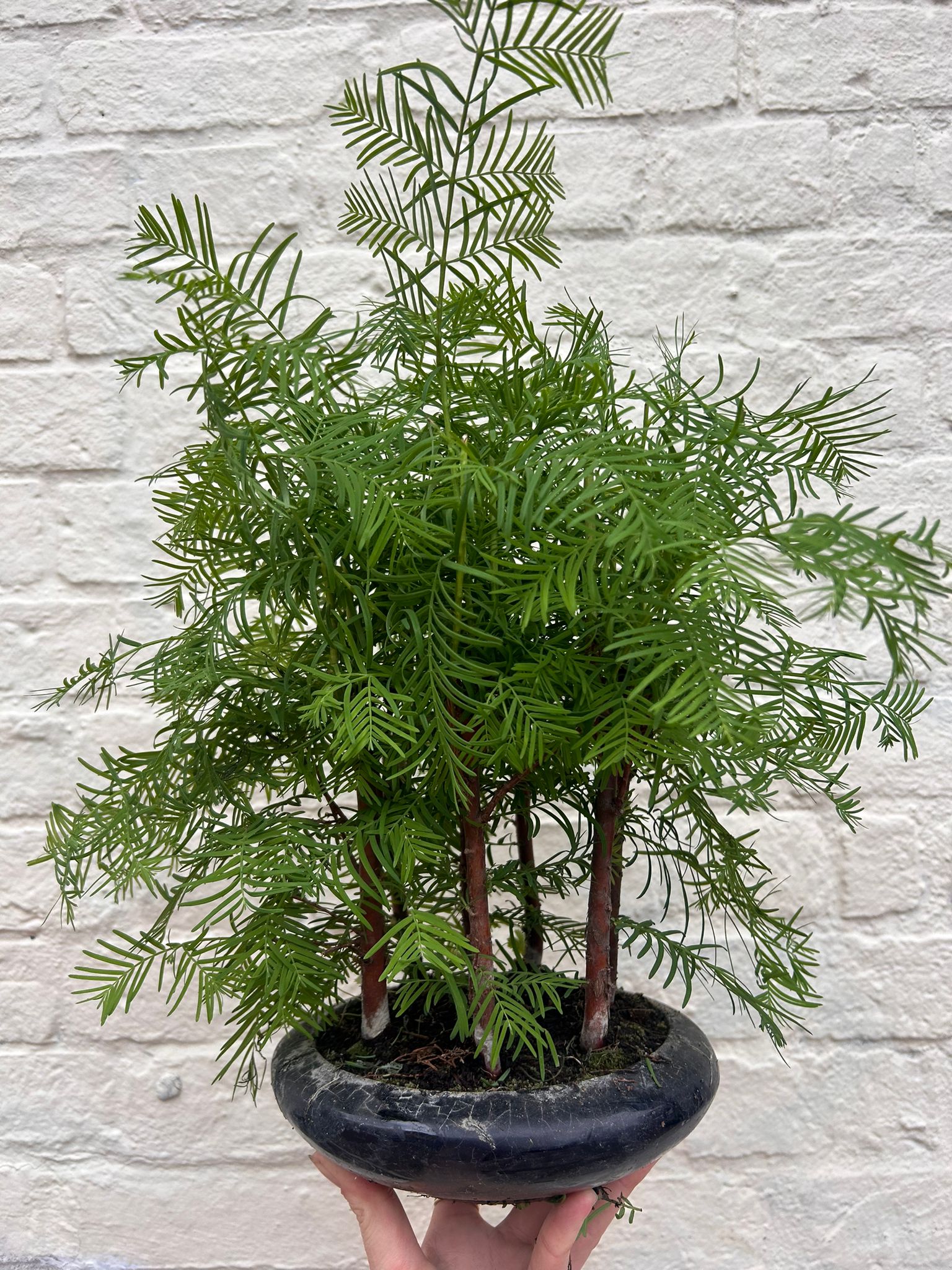 Metasequoia glyptostroboides (Dawn Redwood Bonsai)