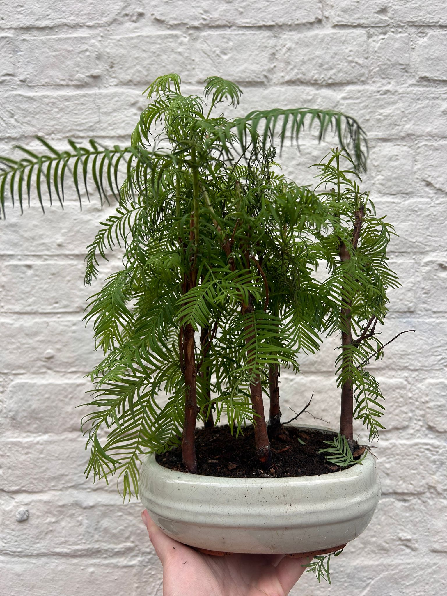 Metasequoia glyptostroboides (Dawn Redwood Bonsai)