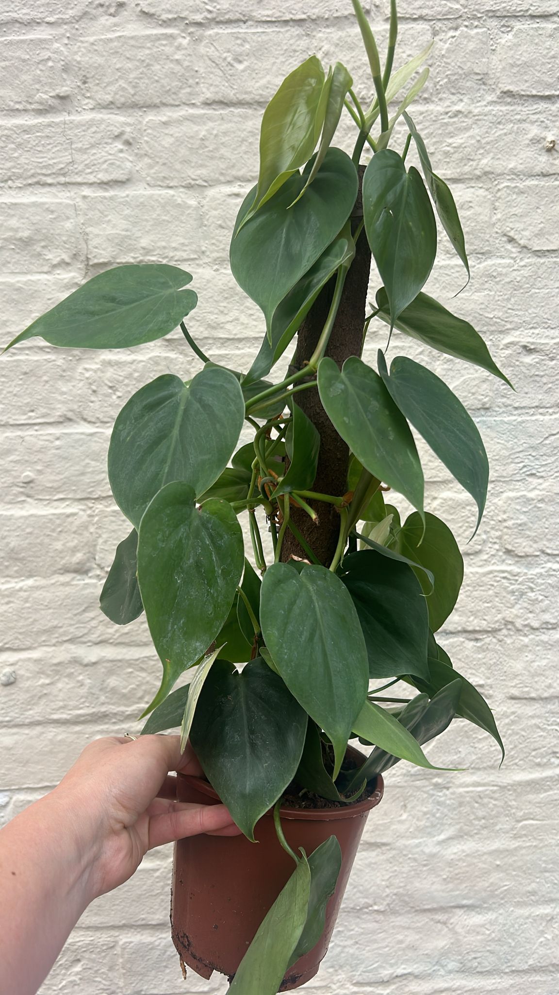 Philodendron hederaceum syn. Philodendron scandens (Heartleaf or Sweetheart Plant) Various sizes