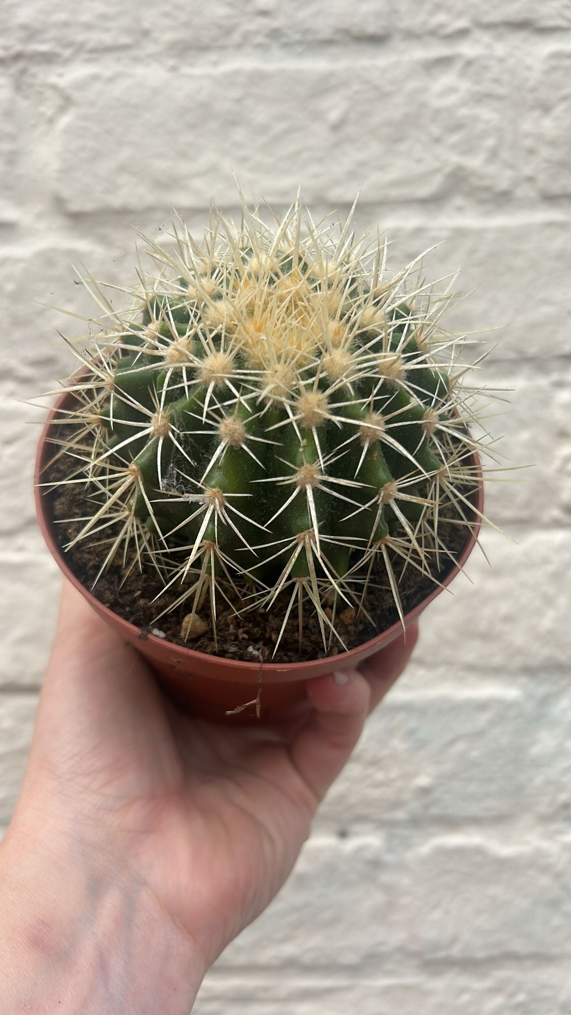 Echinocactus grusonii &