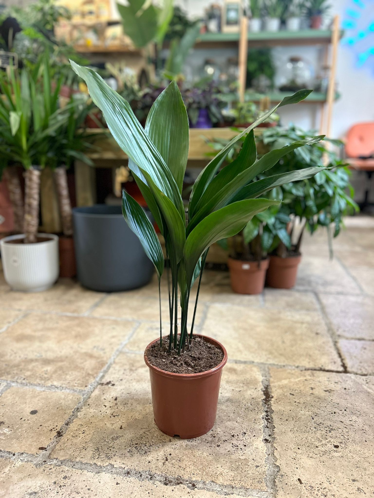 Aspidistra elatior (Cast iron plant)