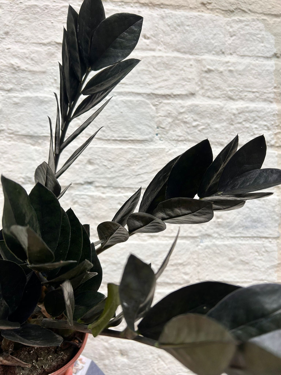 Zamioculcas zamiifolia &