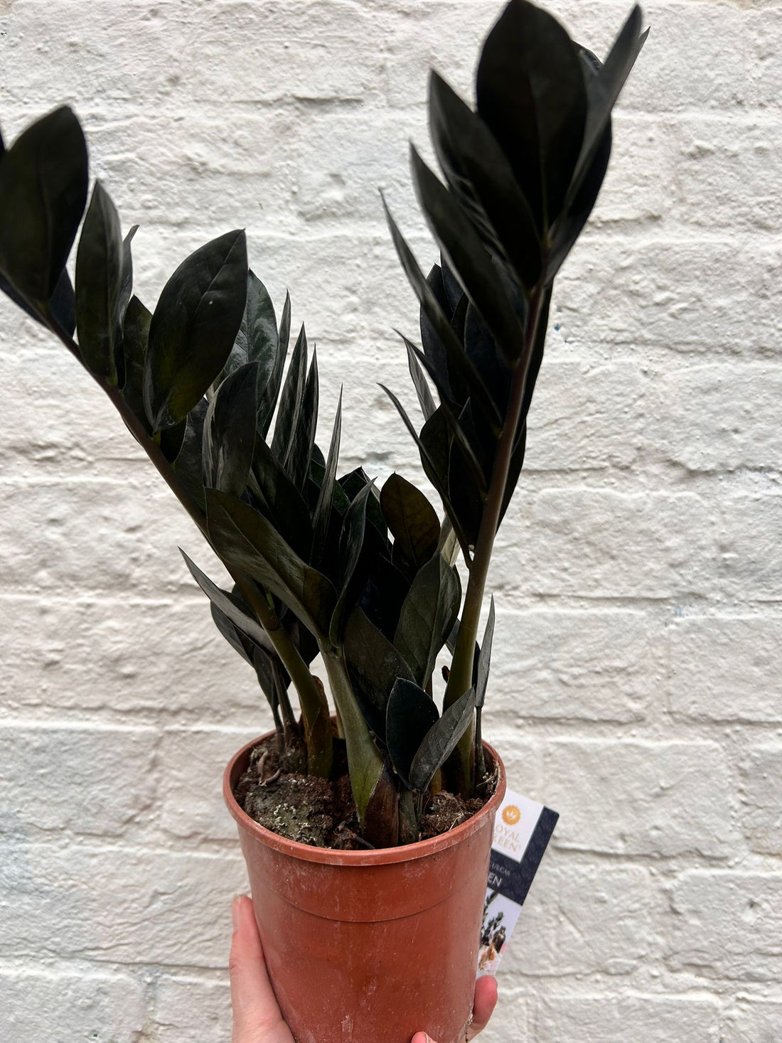 Zamioculcas zamiifolia &