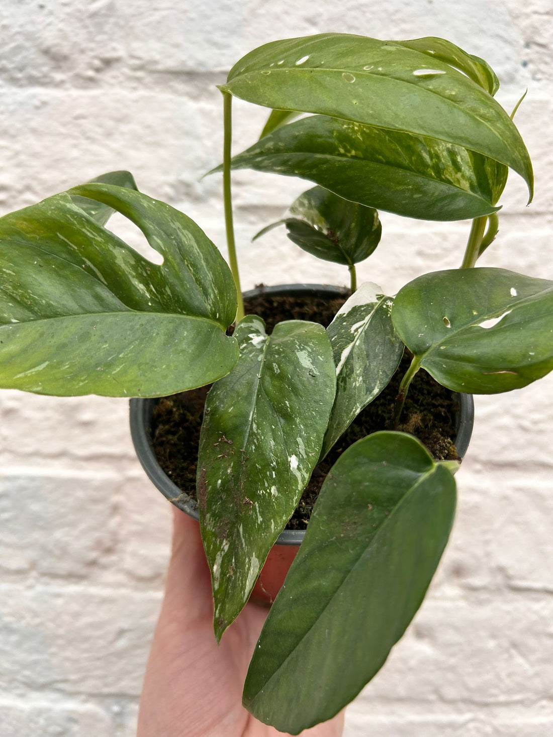 Epipremnum pinnatum albo variegata (Variegated pothos)