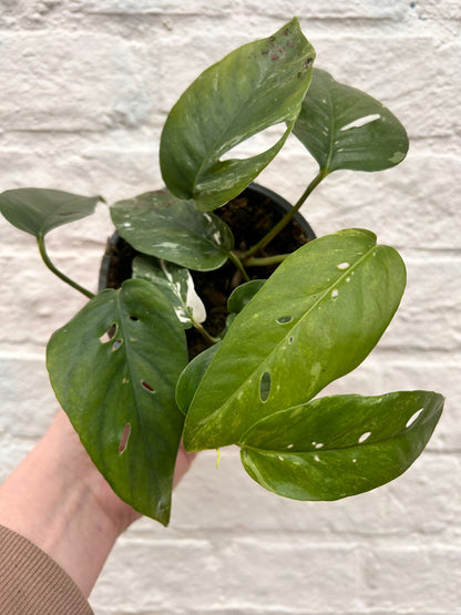 Epipremnum pinnatum albo variegata (Variegated pothos)