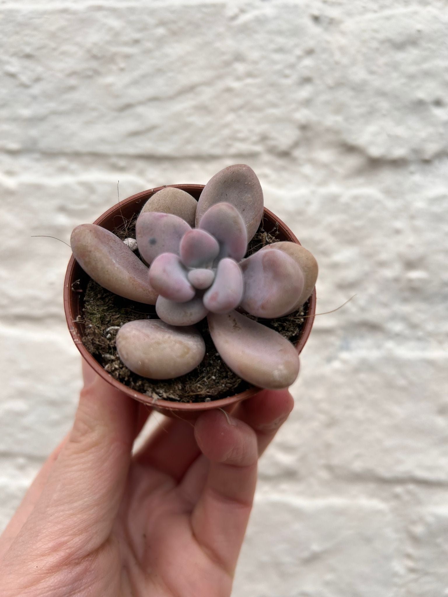 Pachyphytum oviferum &