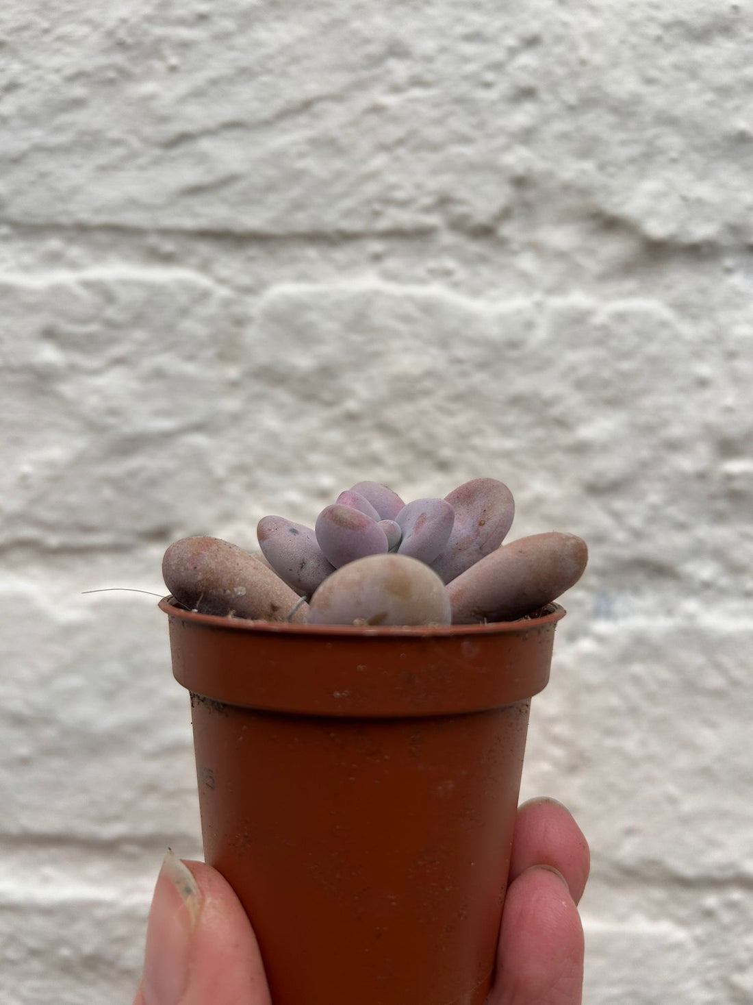 Pachyphytum oviferum &