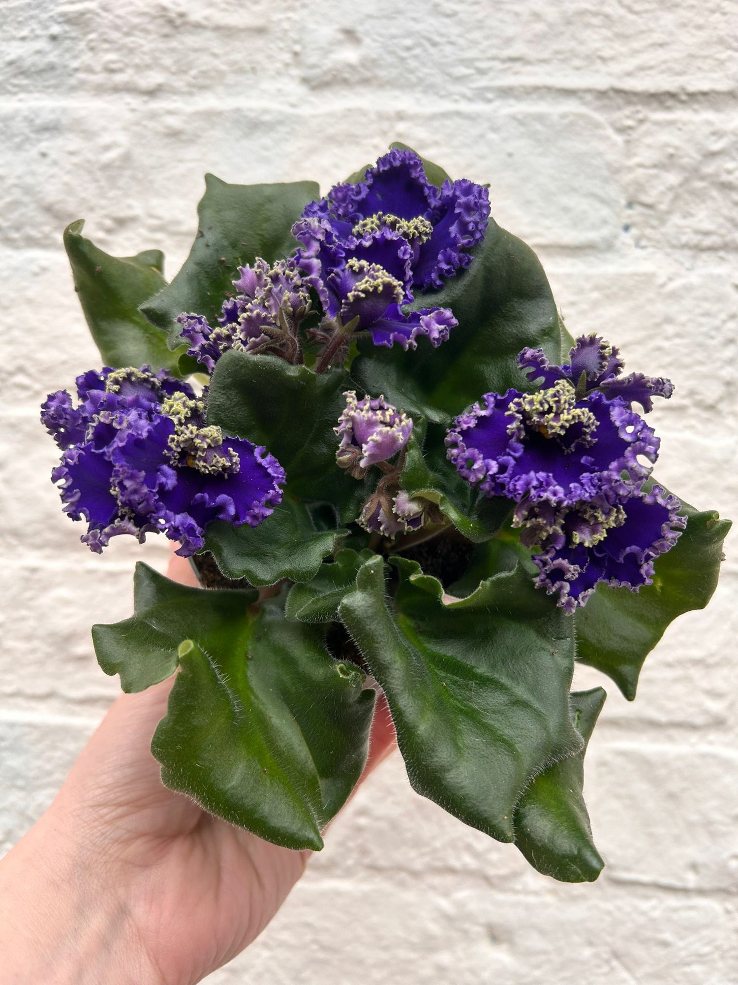 Saintpaulia ionatha (African violet)